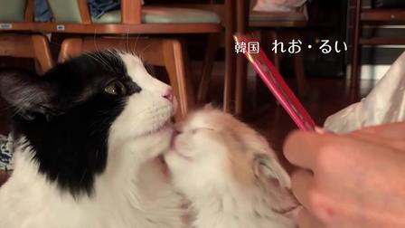 伊纳宝2018年冬募集视频CIAOちゅ～る_B
