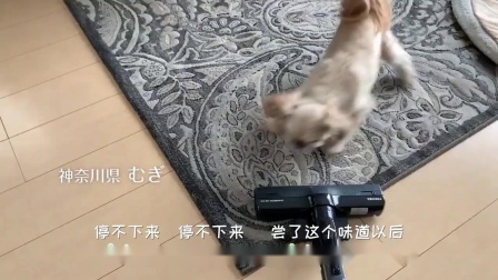 【伊纳宝 旺好 啾噜MV】【日文版】中文字