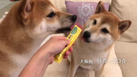 伊纳宝2018年募集旺好啾噜いなばちゅ～る