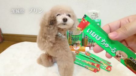 伊纳宝2018年募集旺好啾噜いなばちゅ～る