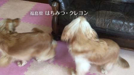 伊纳宝2018年募集旺好啾噜いなばちゅ～る
