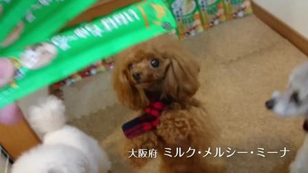 伊纳宝2018年募集旺好啾噜いなばちゅ～る